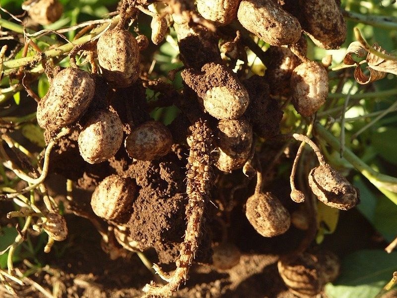 peanuts harvest