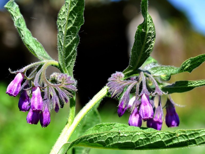 Planting and Growing Comfrey, Extensive Guide Plant Lexicon