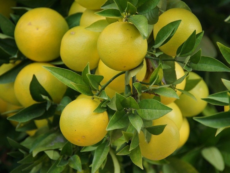 grapefruit plant