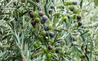 olives plant